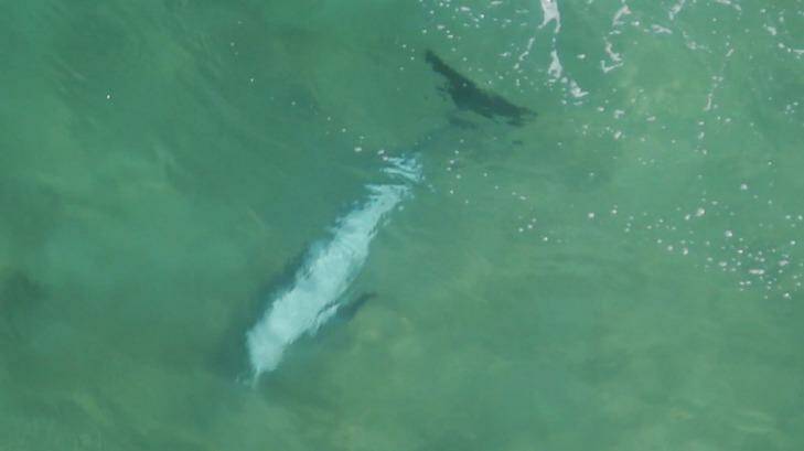A dead dolphin at the bottom of the ocean about 30 metres from the shark. Photo: Peter Stoop /Heliservices Newcastle