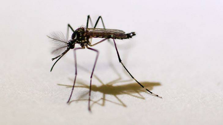 The Aedes aegypti mosquito is responsible for spreading the virus. Photo: Jim Damaske/Tampa Bay Times via AP