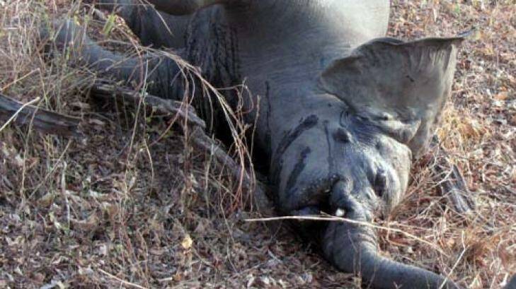One of 200 elephants slaughtered for their tusks in Cameroon during a killing spree in 2012.  Photo: IFAW