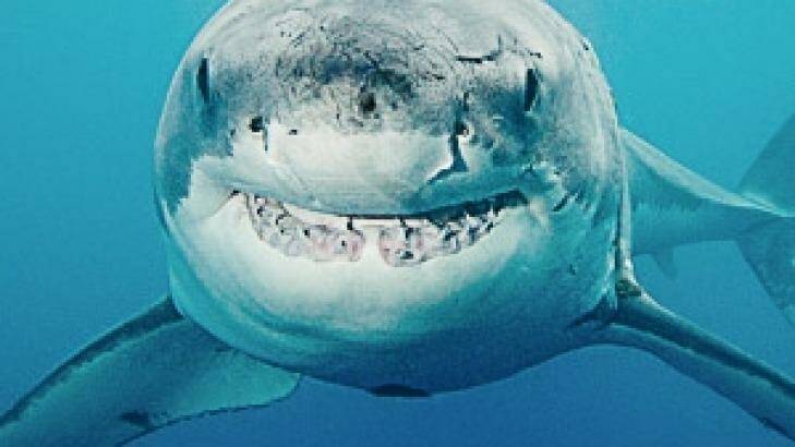 Unprecedented shark numbers have been spotted along the west coast.