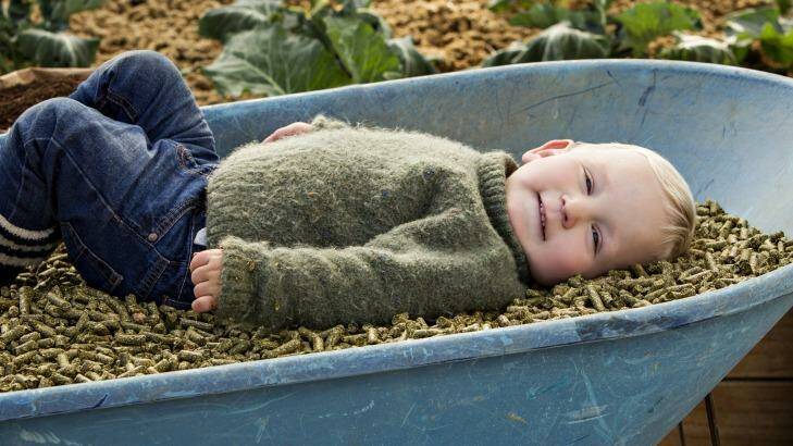 Jimmy Curry, 2, in the wheelbarrow. Photo: Holly Bradford