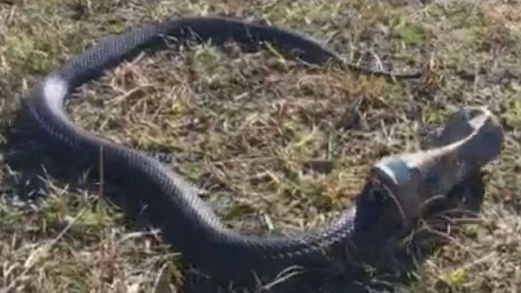 Still from video of rescued red-bellied black snake. Photo: Australian Reptile Park