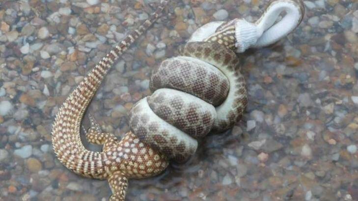 Snake v goanna, Urandangi-style. Photo: Pam Forster