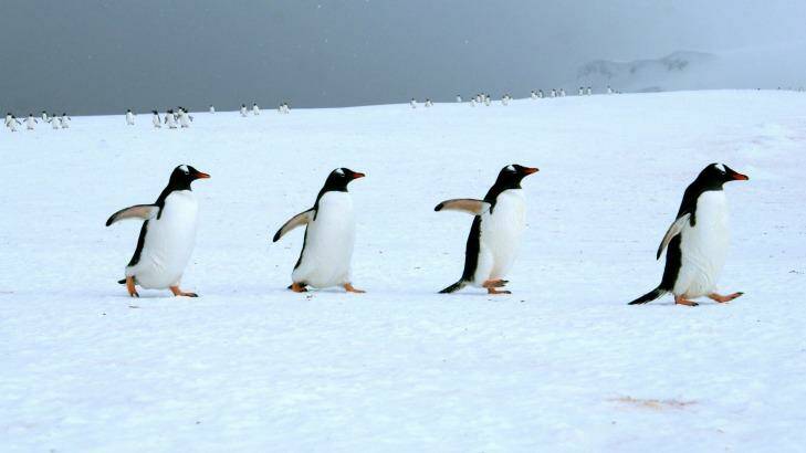 The penguin procession in early November is rarely witnessed. Photo: Louise Goldsbury