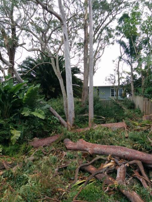 Trees felled in Gladesville under the 10/50 law. The state government has now tightened the vegetation-clearing rules.