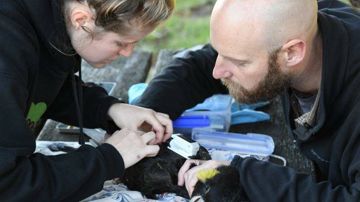 Researchers John Martin and Jessica Rooke fit a GPS tracker to a yellow-tailed black cockatoo. Photo: Peter Rae