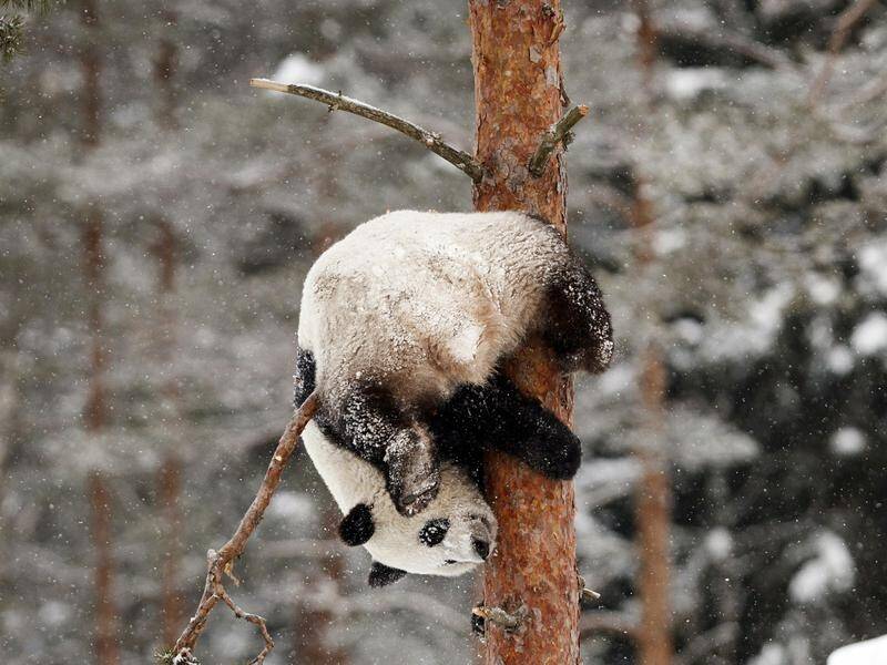 Jin Bao Bao, named Lumi in Finnish, plays on the opening day of the Snowpanda Resort in Finland.