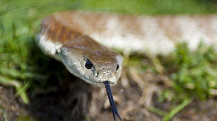 Tiger snakes are said to be in strong supply around Herdsman Lake.