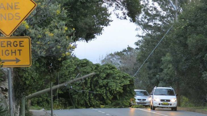 Tree down on Frenchs Forest Road. Photo: Spencer McFadden
