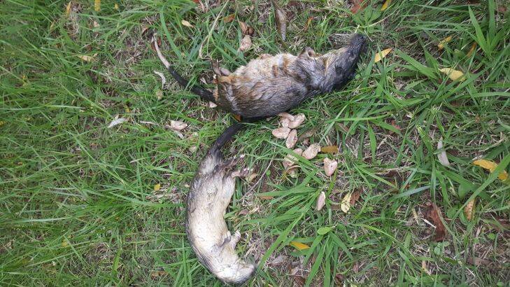 Two native water rats found killed by an illegal trap in Lake Burley Griffin.??  Photo: Georgina Connery