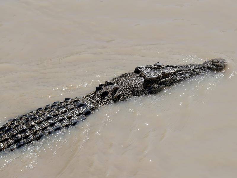 The NT's plan includes targeted culling up to 1200 hatchling, juvenile or adult crocodiles annually. (Richard Wainwright/AAP PHOTOS)