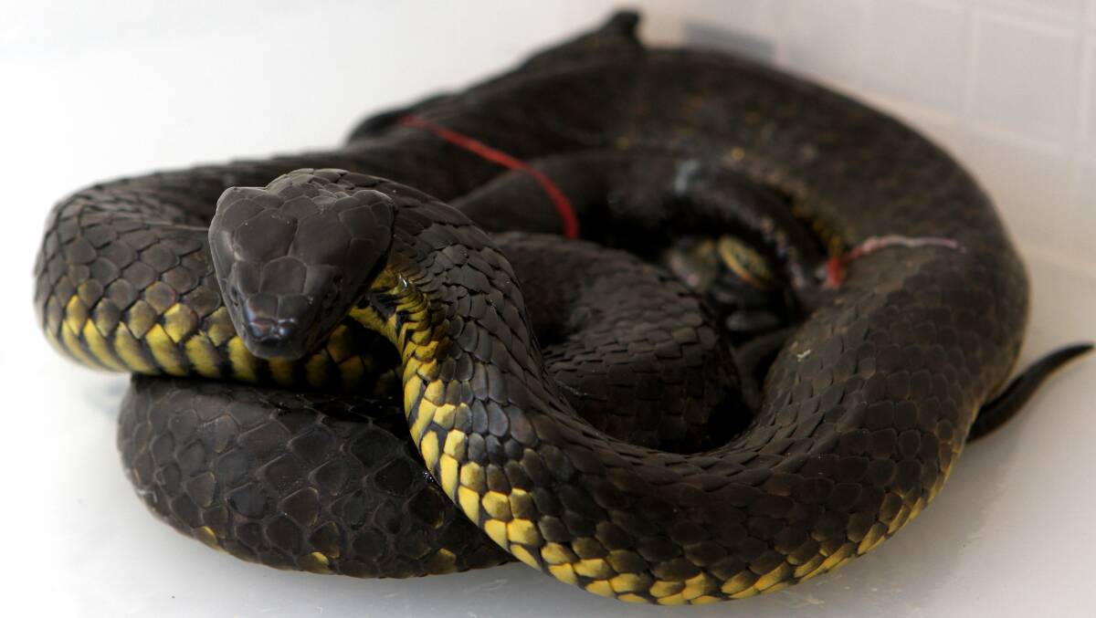 Students in the Animal Studies class at TasTafe in Burnie experienced something a bit out of the ordinary when tutor Mick Thow brought in a female tiger snake in the process of giving birth.