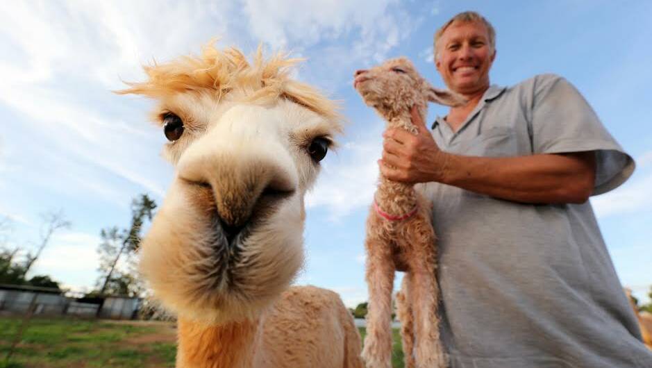 HERE'S LOOKING AT YOU KID: Weethale farmer Keith Cowen with two of the Suri alpacas he has added to his farm. Picture: Anthony Stipo