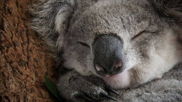 Koalas are listed as a vulnerable species. Photo: Cole Bennetts