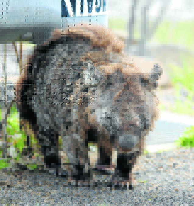 HEARTBREAKING: A mange-affected wombat seen wandering near Ben Chifley Dam at The Lagoon this week. Photo: PHIL BLATCH	 082615pbwombat2