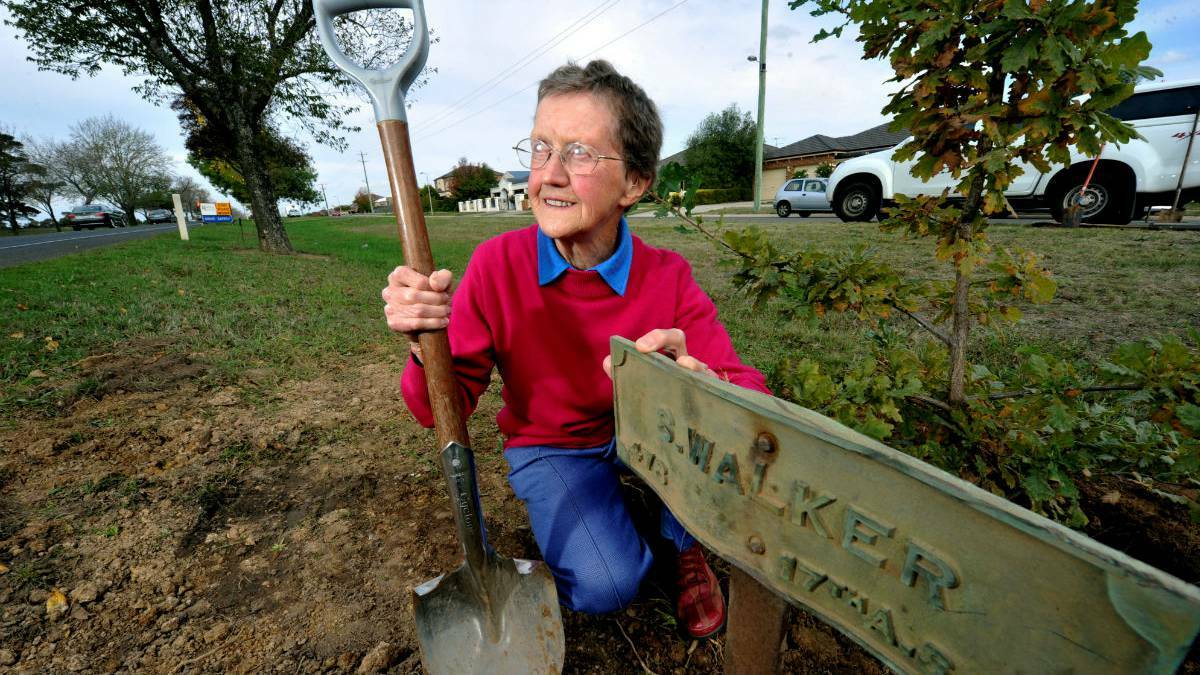 Lynette Walker replanting her father’s tree along the Avenue of Honour in Alfredton. Photo: Jeremy Bannister/The Courier.