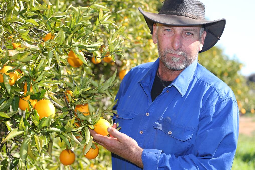 CONCERNED: Yenda farmer Mitch Bianchini is concerned the recent frosts may have damaged his Valencia oranges.
