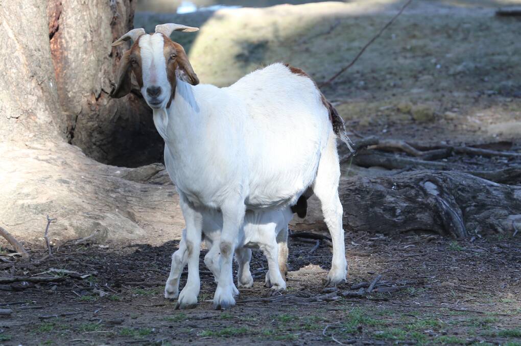 Lots of newborn animals enjoy the warmer weather at Altina Wildlife Park, one of Australia's most successful breeding zoos.