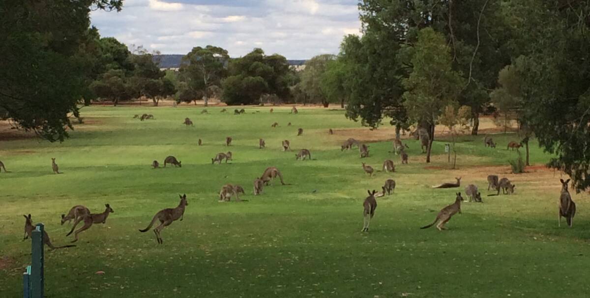 FRIENDLY MOB: More than 100 spend their afternoon at the Golf Course. Picture: Duane Ashcroft