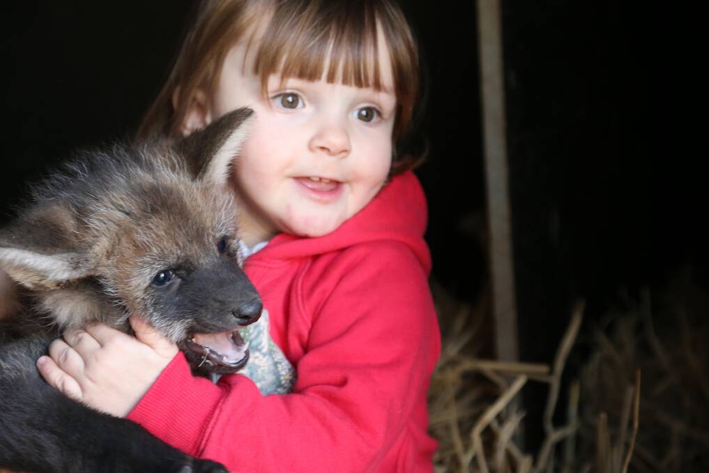 LITTLE ANIMAL LOVER: Senior animal keeper Rebecca Surian's daughter Allira is in love with the young maned wolves that were recently born at Altina Wildlife Park. Picture: Anthony Stipo.