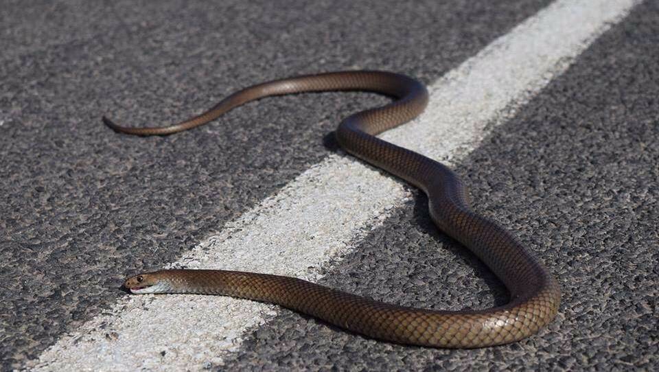 ON THE MOVE: Snakes have become more active due to the warmer weather. Picture: Jack Purcell