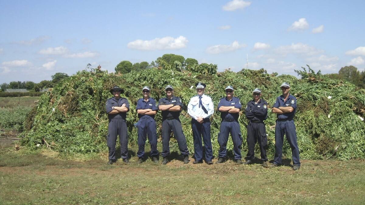 PILED HIGH: Police in front of a huge clump of marijuana plants in Hanwood in 2011.