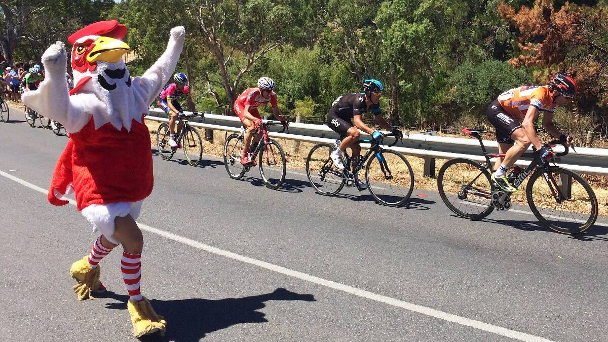 Richie Porte of Team Sky follows up Cadel Evans of Team BMC during the final climb of Willunga Hill cheered on by a mascot during Stage Five of the Tour Down Under. Photo: Getty.
