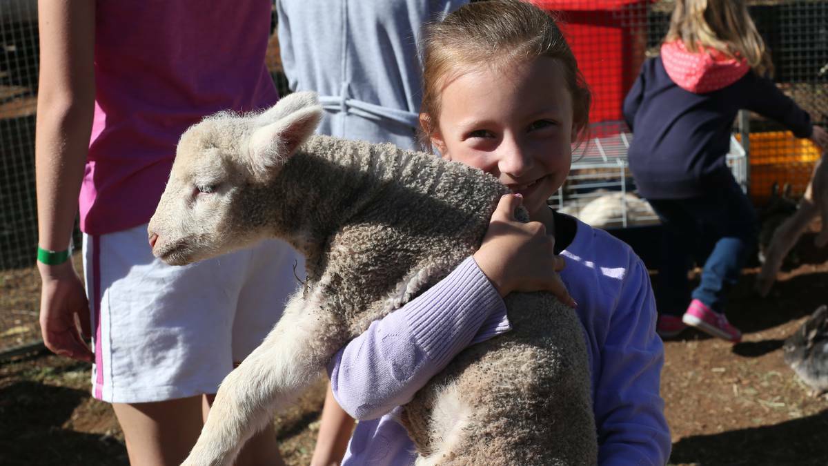 LA FESTA, GRIFFITH: Rhylee Chadwick, 7, gets cuddly with a lamb. Picture: Anthony Stipo, The Area News
