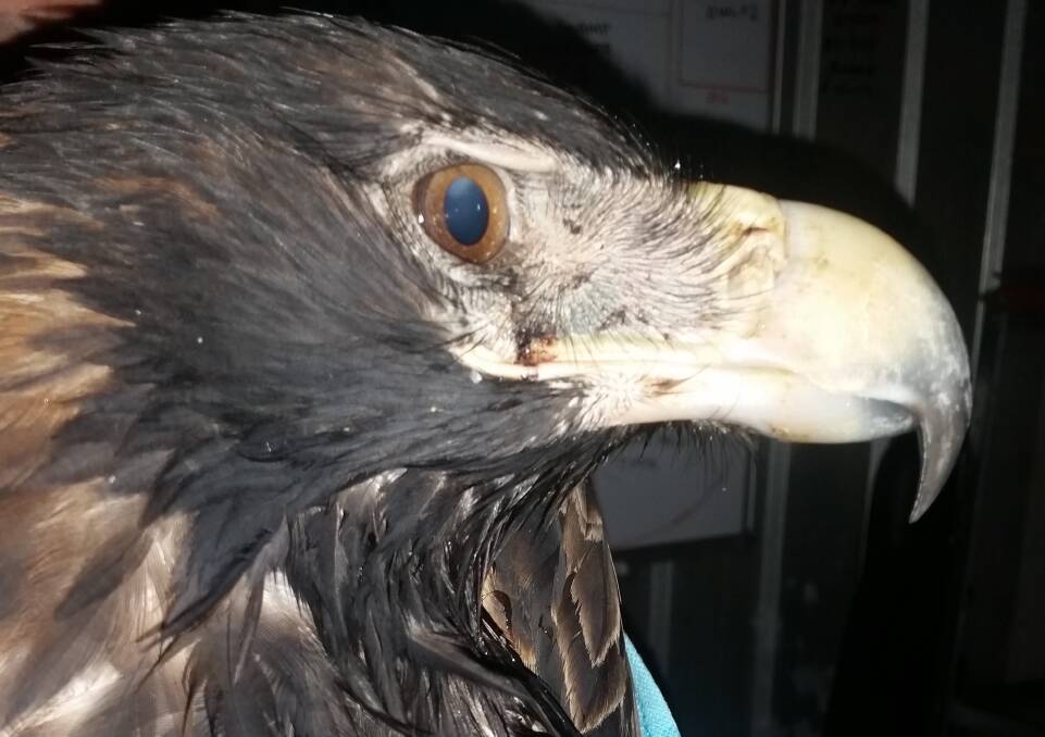 The Wedge-tailed eagle that was found with gunshot wounds in the state's south last week. Picture: Raptor and Wildlife Refuge of Tasmania.