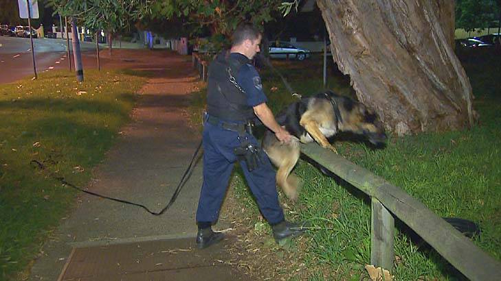 A dog sniffs for evidence in Rose Bay. Photo: Daniel Shaw