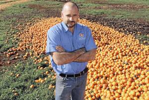 SQUEEZED OUT: Pat Mancini from Clear Lake Citrus at the site where he is dumping more than 30 tonnes of navels each week. A combination of factors has conspired to again devastate the local industry.