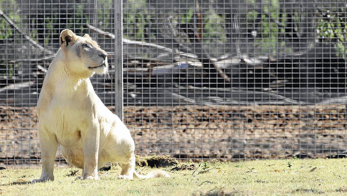 THE MANE GAME: Striking a pose in front of the crowd at yesterday's official welcoming is Bella, one half of the new breeding pair of white lions at Altina Wildlife Park.