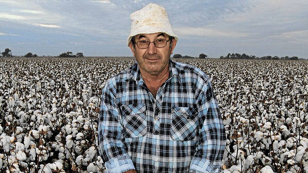 IN FULL SWING: Local cotton grower Peter Salvestro stands in one of his paddocks at Warrawidgee Station as picking continues.  	Picture: Anthony Stipo