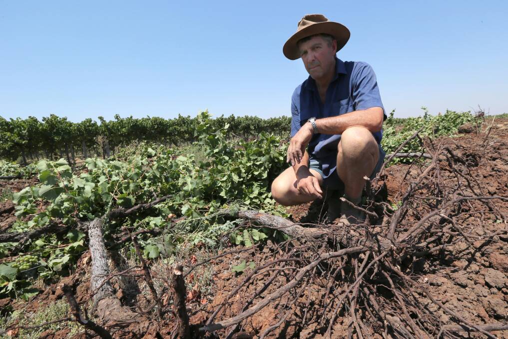 CRUSHED: Grape grower Rod Gribble rips up his Semillon grape vines.