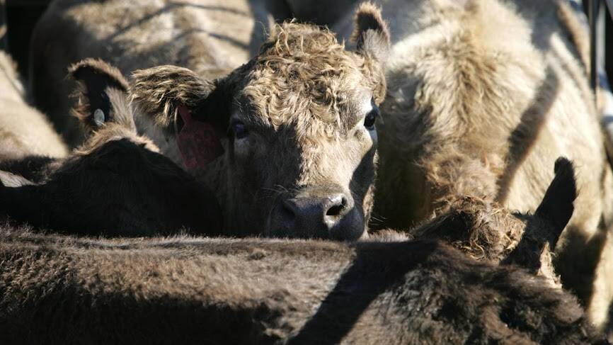 DPI BEEF: A Mossgiel farmer is furious as cattle die from mystery illness.