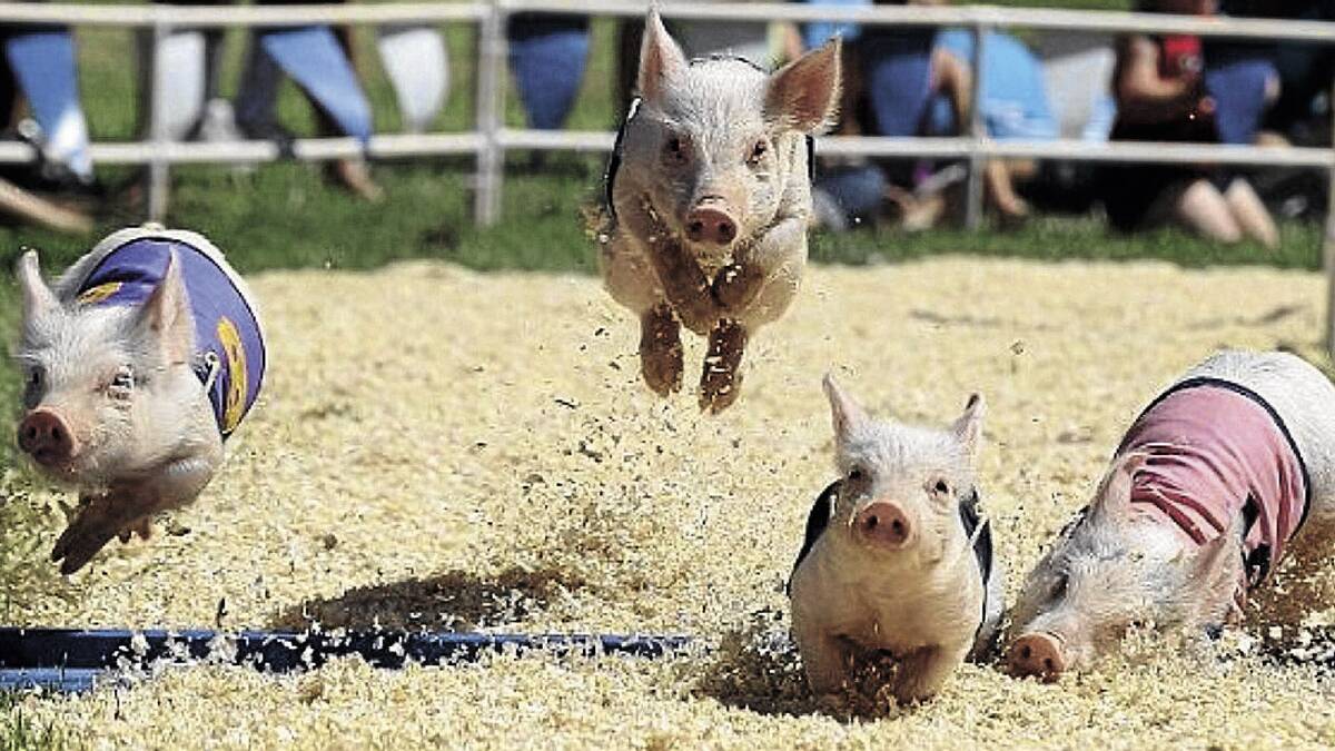 HUFF AND PUFF: These little piggies went wee wee wee over the finish line. A visit to the comedy pig races is a must at this year’s Griffith Show.