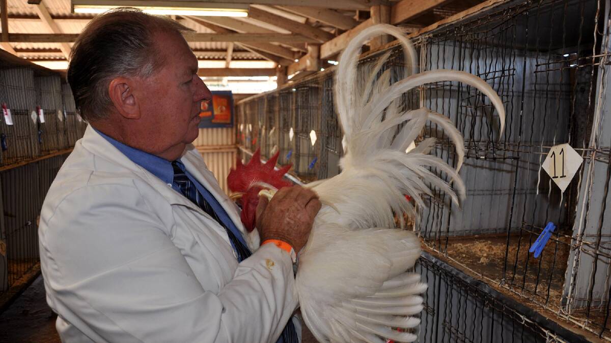 Judge Keith Kennedy examining another entrant at the 2013 Griffith Show. 