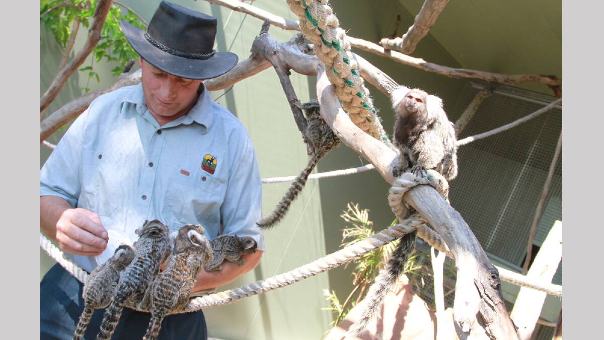 Gino Altin with the marmosets in their brand new display at Altina Wildlife Park. Picture: Anthony Stipo