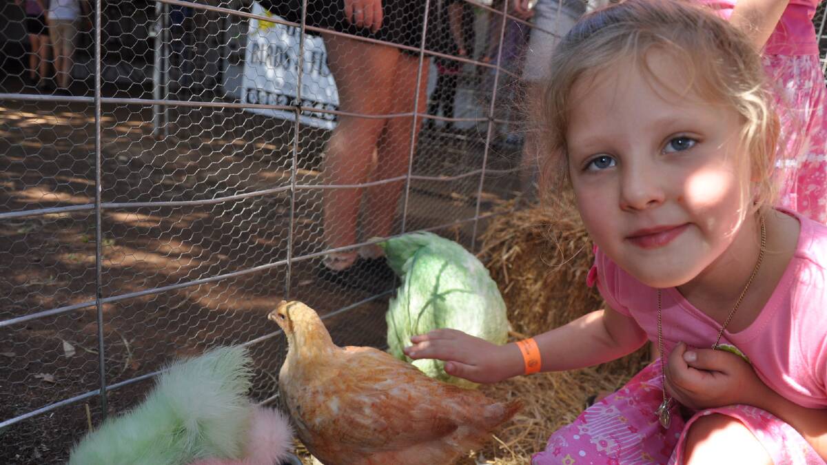 Montana Buick, 6, meets some chickens in the petting zoo at the 2013 Griffith Show. 