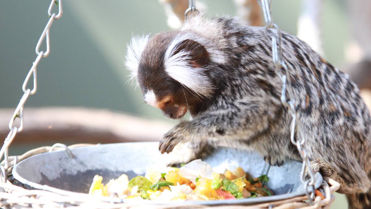 The marmosets in their brand new display at Altina Wildlife Park. Picture: Anthony Stipo