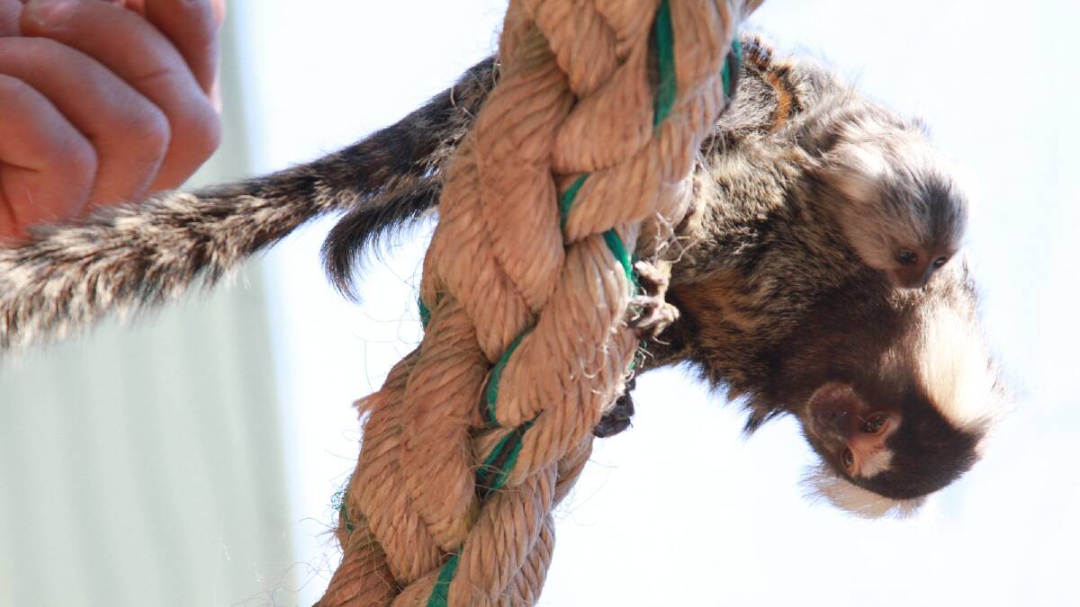 The marmosets in their brand new display at Altina Wildlife Park. Picture: Anthony Stipo