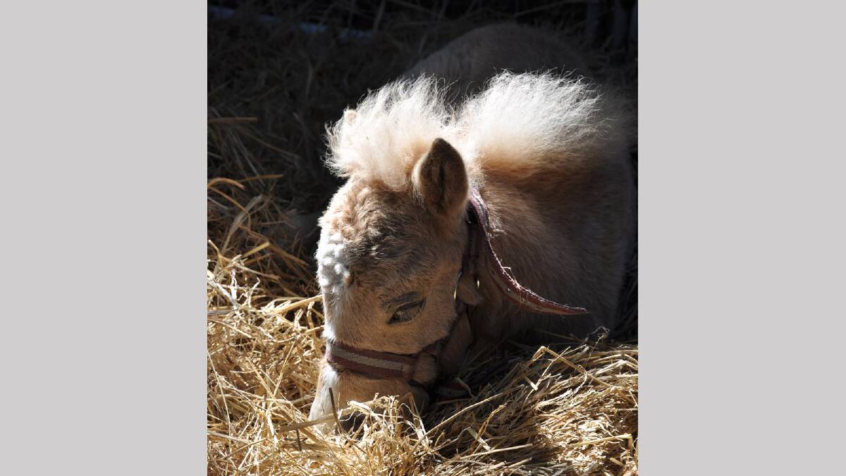 A sleeping miniature pony at the 2013 Griffith Show. 