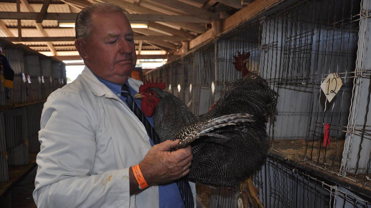 Judge Keith Kennedy examining an entrant at the 2013 Griffith Show. 