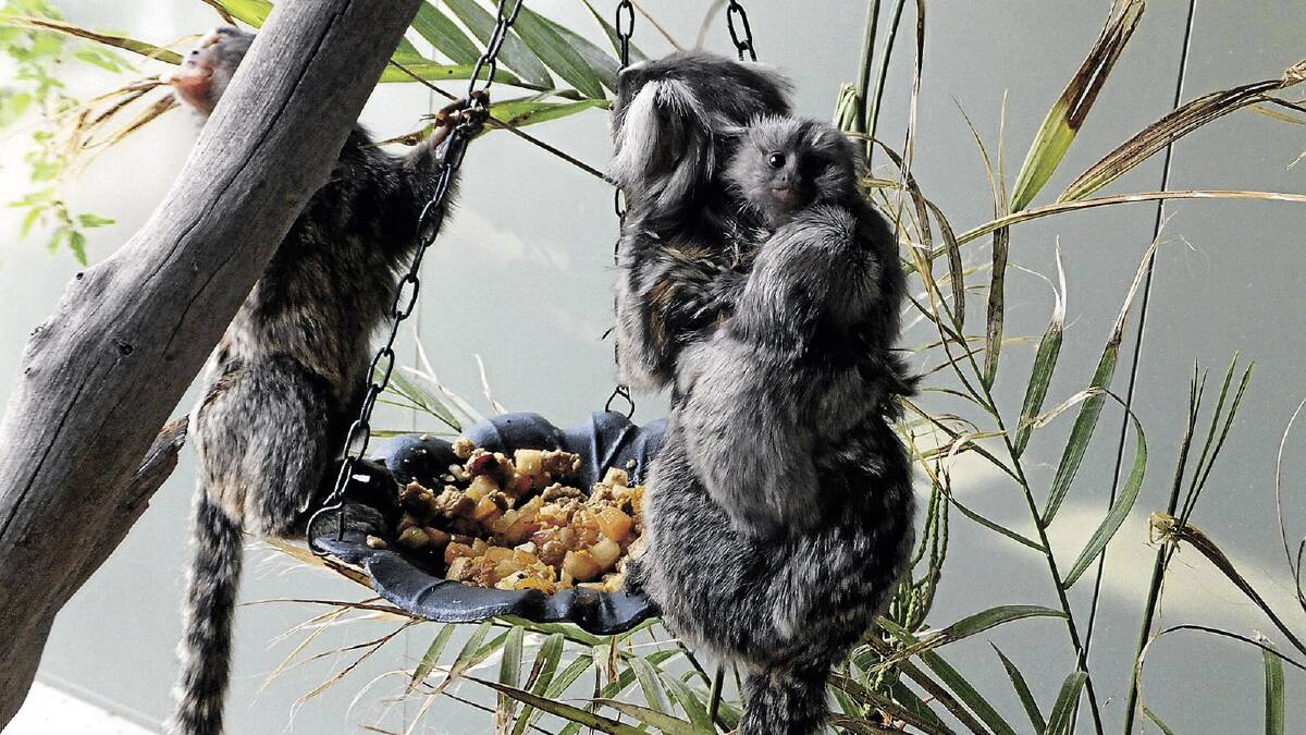MONKEYING AROUND: Snack time for Altina's marmoset monkeys.