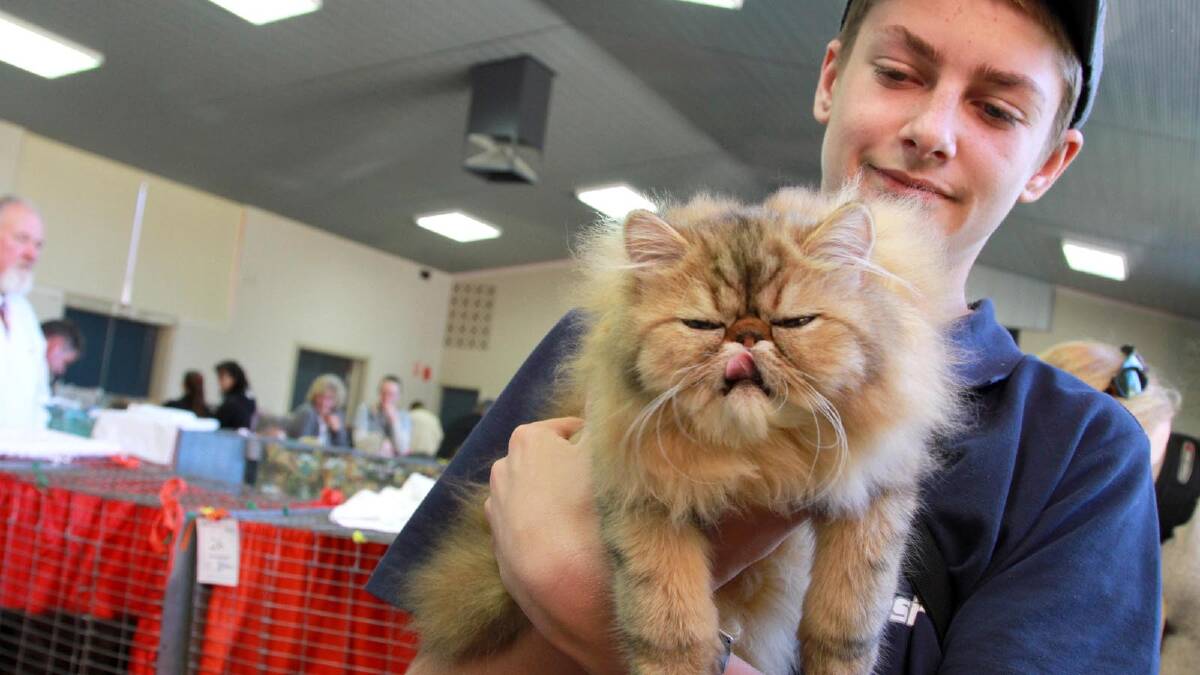 Jesse Lopzie-Plachozki with Tiger Lillie at the Griffith Cat Show. Picture: Anthony Stipo