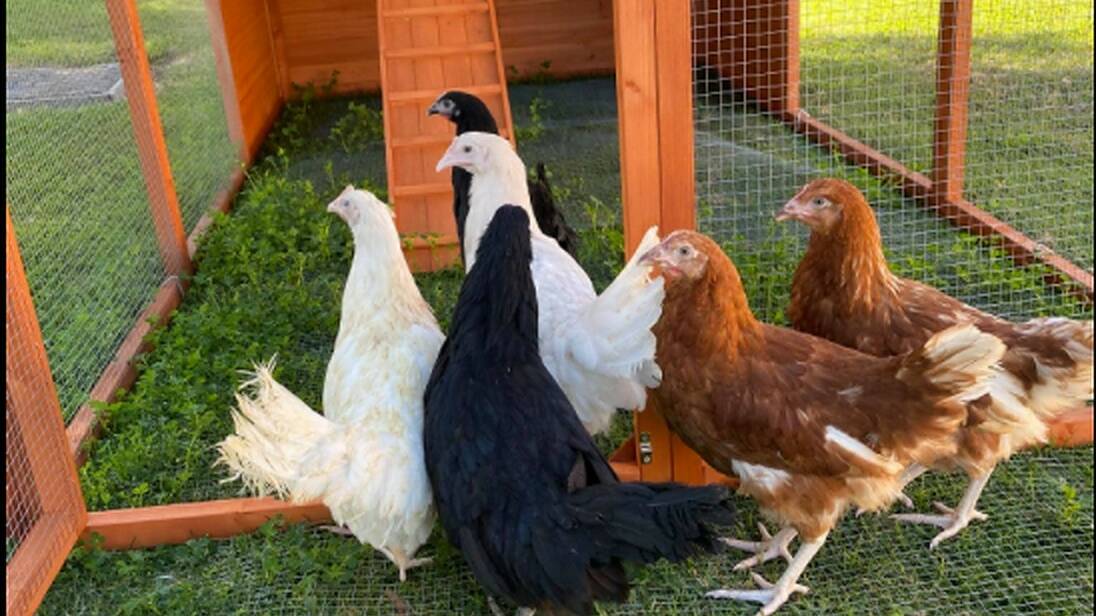 HEN'S TEETH: Five chickens were recently stolen from Kalinda School, police are looking for information on the theft. PHOTO: Contributed