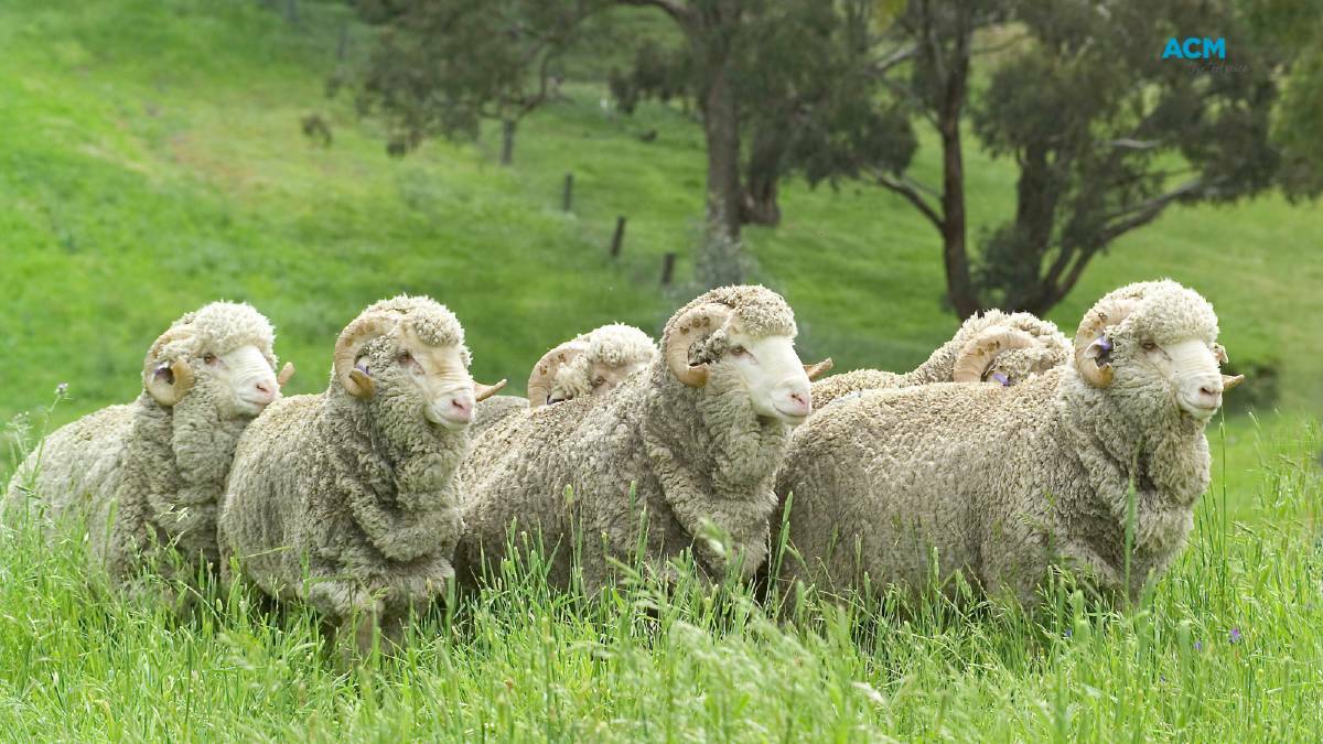 Rams robbed from Hillston paddock