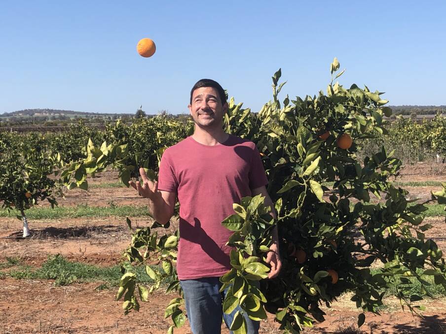 FLY GUY: Vito Mancini says that this year is shaping up to be ideal for fruit flies, which could be a big problem for growers in the region. PHOTO: Cai Holroyd
