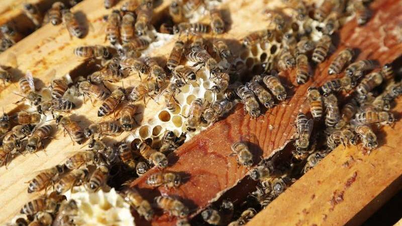 Still hope for honey bees amid Varroa mite outbreak