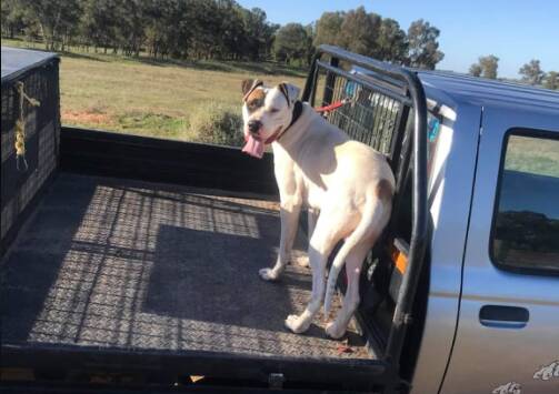 DOG'S LIFE: Bush the dog has found riding on the back of the ute to be a particular favourite activity. PHOTO: Contributed